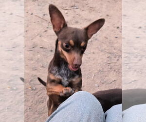 Miniature Pinscher Dogs for adoption in Peralta, NM, USA