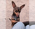 Small Miniature Pinscher