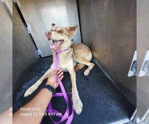 Huskies -Unknown Mix Dogs for adoption in San Antonio, TX, USA