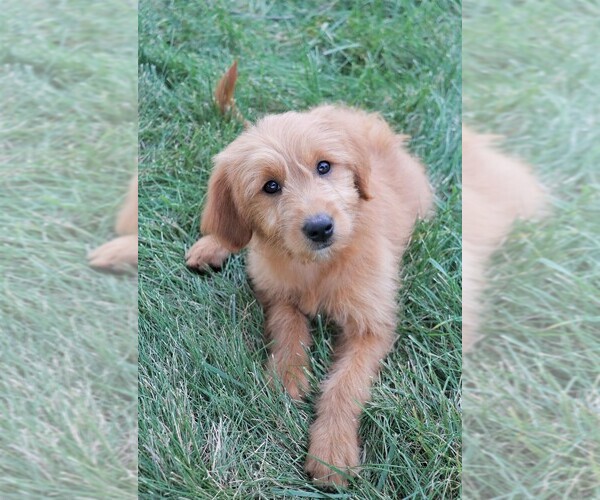 Medium Photo #16 Goldendoodle (Miniature) Puppy For Sale in SYRACUSE, IN, USA