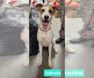 Gabriella - Female Retriever -Unknown Mix Dog for Adoption - Photo #2
