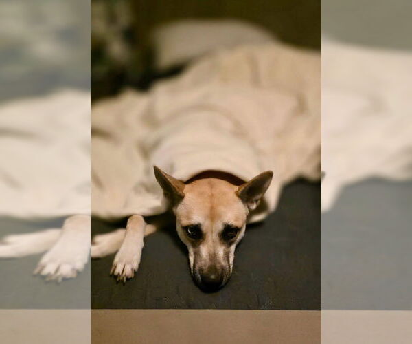 Medium Photo #3 Mutt Puppy For Sale in Banning, CA, USA