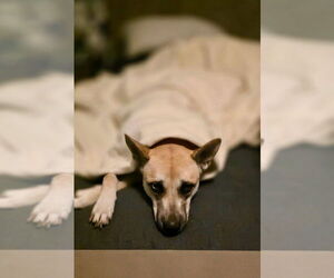 HARPER - Female Mutt Dog for Adoption - Photo #3