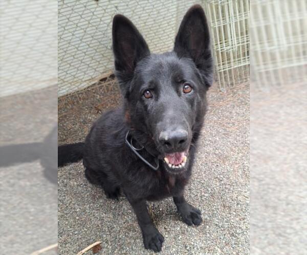 Medium Photo #2 German Shepherd Dog Puppy For Sale in Woodland, CA, USA