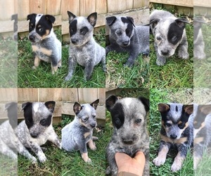 Australian Cattle Dog Puppy for sale in REPUBLIC, MO, USA