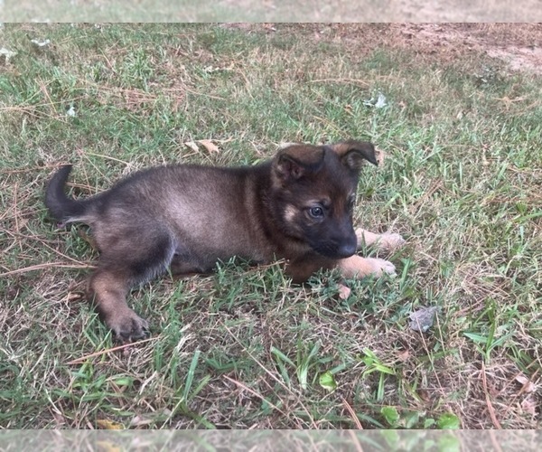 Medium Photo #2 German Shepherd Dog Puppy For Sale in TUCKER, GA, USA