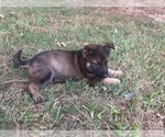 Small #1 German Shepherd Dog