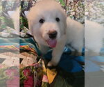 Small #7 Great Pyrenees