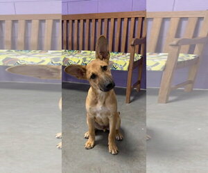 Mutt Dogs for adoption in Genesee, WI, USA