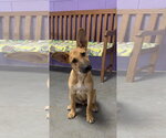 Small Mutt