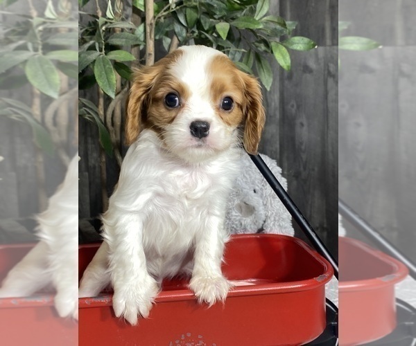 Medium Photo #1 Cavalier King Charles Spaniel Puppy For Sale in CANOGA, NY, USA