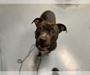 American Pit Bull Terrier Dogs for adoption in Denver, CO, USA