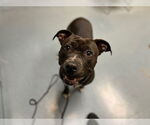 Small American Pit Bull Terrier