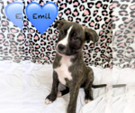 Small #7 Labrador Retriever-Plott Hound Mix