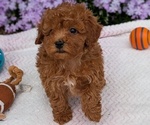 Puppy Bear Maltipoo