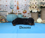 Small Photo #62 Cavalier King Charles Spaniel Puppy For Sale in CHANUTE, KS, USA