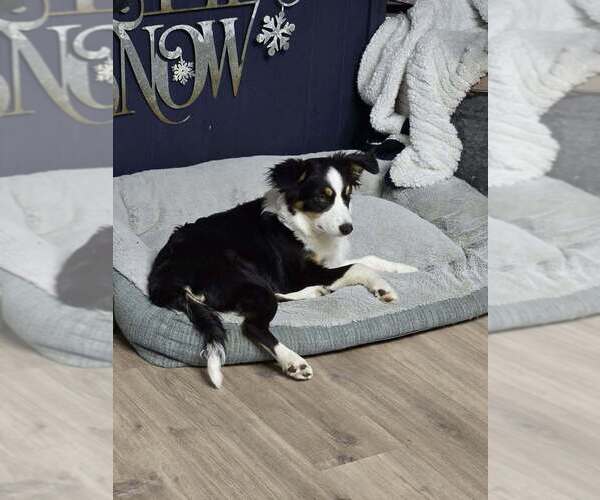 Medium Photo #3 Australian Shepherd-Unknown Mix Puppy For Sale in Boston, MA, USA