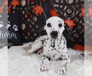 Dalmatian Puppy for sale in MOUNT VERNON, OH, USA
