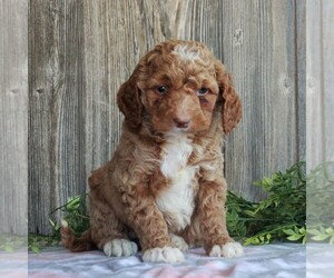 Goldendoodle-Poodle (Miniature) Mix Puppy for sale in HONEY BROOK, PA, USA
