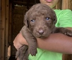 Small #3 Chesapeake Bay Retriever