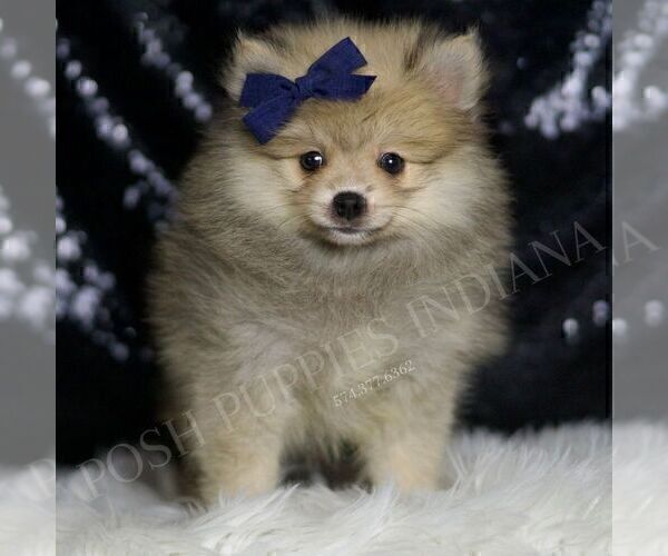 Medium Photo #4 Pomeranian Puppy For Sale in WARSAW, IN, USA
