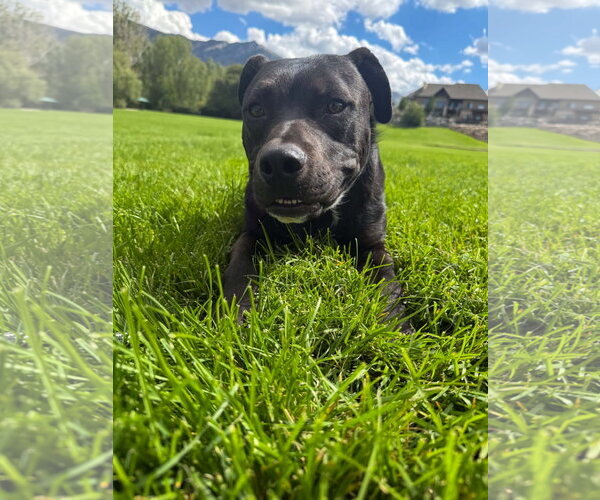 Medium Photo #2 American Pit Bull Terrier-Unknown Mix Puppy For Sale in Sandy, UT, USA