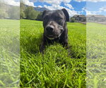 Small #1 American Pit Bull Terrier Mix