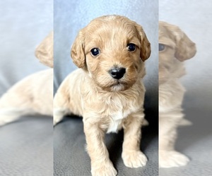 Cavapoo (Miniature) Litter for sale in WAUSEON, OH, USA
