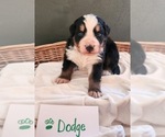 Small #1 Bernese Mountain Dog