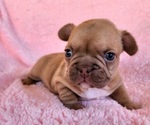 Small Photo #2 French Bulldog Puppy For Sale in LAS VEGAS, NV, USA