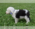 Image preview for Ad Listing. Nickname: AKC Boomer Bear