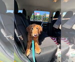Small #2 Golden Retriever