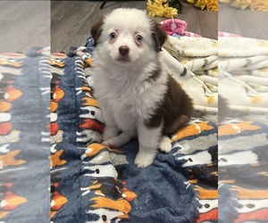 Weimaraner Puppy for sale in MARTINSVILLE, IN, USA