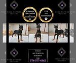 Small #2 Doberman Pinscher
