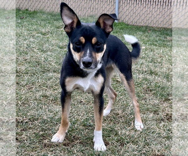 Medium Photo #4 Jack-Rat Terrier Puppy For Sale in Batavia, OH, USA