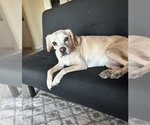 Small #1 Beagle Mix