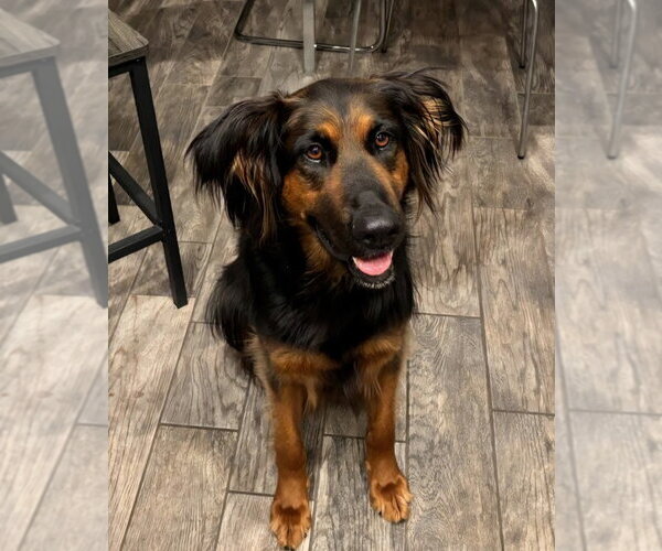 Medium Photo #6 German Shepherd Dog-Unknown Mix Puppy For Sale in Lake Forest, CA, USA