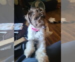 Small Mutt