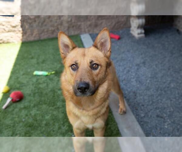 Medium Photo #4 German Shepherd Dog-Unknown Mix Puppy For Sale in Moreno Valley, CA, USA