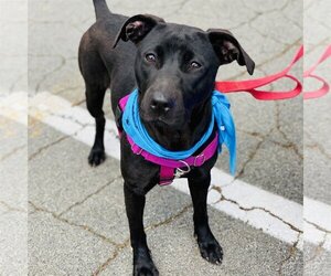 Sooney *Adopt or Foster* - Female Labrador Retriever-Unknown Mix Dog for Adoption - Photo #6