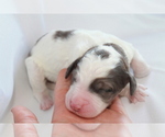 Puppy 5 Miniature Bernedoodle