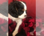 Small Cavalier King Charles Spaniel
