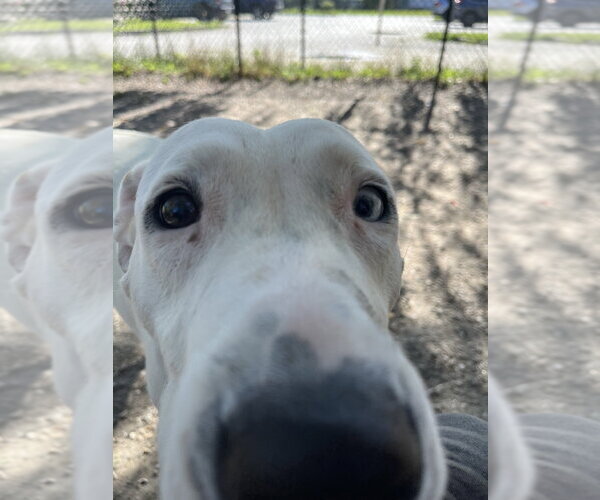 Medium Photo #3 Mutt Puppy For Sale in Elmsford, NY, USA