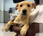 Small Labrador Retriever Mix
