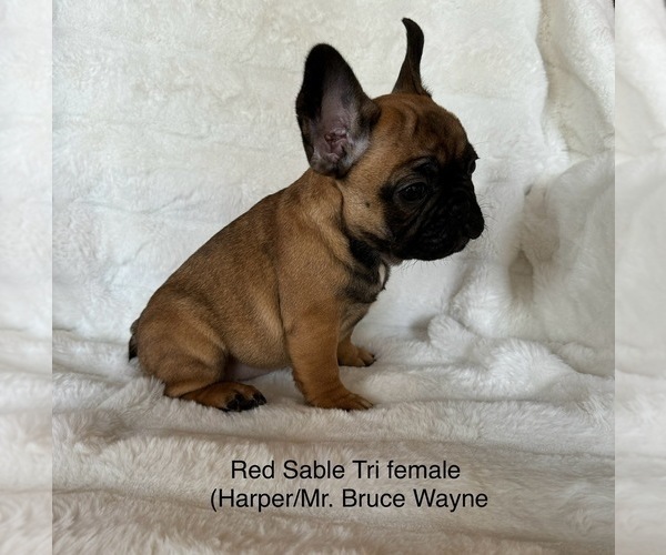 Medium Photo #6 French Bulldog Puppy For Sale in OAKDALE, CA, USA