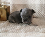 Small #8 French Bulldog