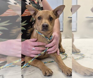 Mutt Dogs for adoption in Lodi, CA, USA