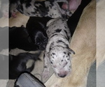 Small Photo #26 Great Dane Puppy For Sale in PIERSON, MI, USA