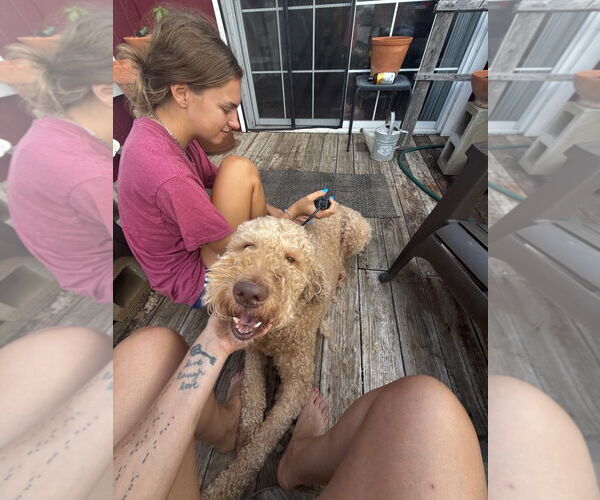 Medium Photo #3 Goldendoodle Puppy For Sale in Bandera, TX, USA