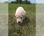 Small Photo #2 Labradoodle Puppy For Sale in SPENCERVILLE, IN, USA